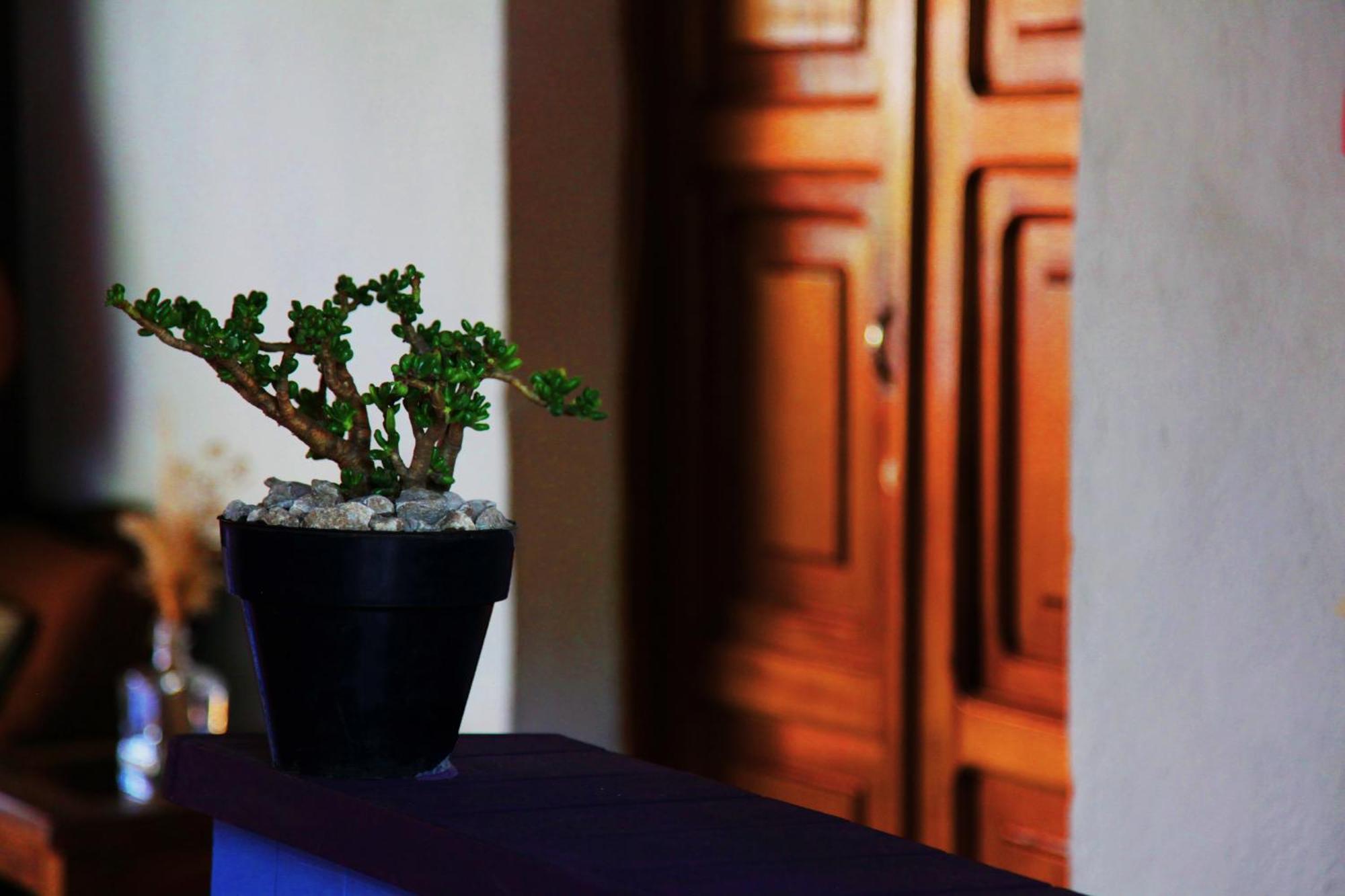 Hostal Antigueeno Antigua Εξωτερικό φωτογραφία